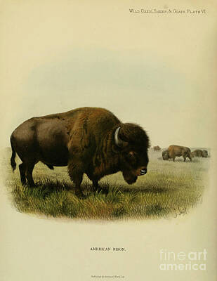 Landmarks Drawings - American bison Bison bison o3 by Historic illustrations
