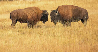 Lori A Cash Royalty-Free and Rights-Managed Images - American Bison Bulls Sparring by Lori A Cash