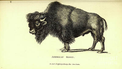 Landmarks Drawings - American Bison By George Shaw q2 by Historic illustrations