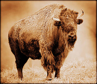 Mammals Rights Managed Images - American Bison Royalty-Free Image by David Hinds