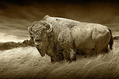 Landmarks Royalty-Free and Rights-Managed Images - American Buffalo or Bison in Yellowstone National Park in Sepia  by Randall Nyhof