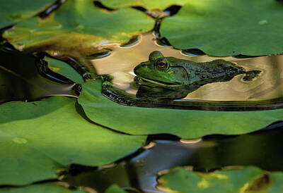 Lori A Cash Royalty-Free and Rights-Managed Images - American Bullfrog in Spring by Lori A Cash