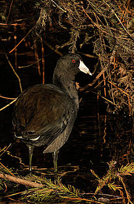 Lori A Cash Royalty-Free and Rights-Managed Images - American Coot Along Waters Edge by Lori A Cash