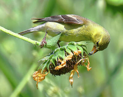 Sunflowers Rights Managed Images - American Goldfinch Female Royalty-Free Image by Stuart Harrison