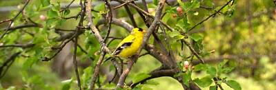 Landmarks Rights Managed Images - American Goldfinch Panorama Royalty-Free Image by Mike Breau