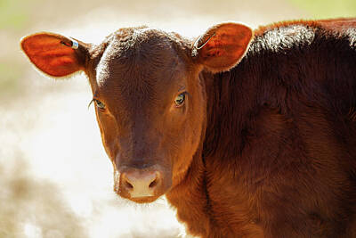 Landmarks Rights Managed Images - American Milking Devon Calf Portrait Royalty-Free Image by Rachel Morrison