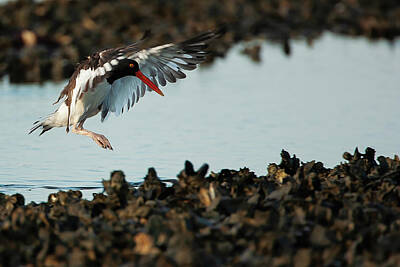 Lori A Cash Royalty-Free and Rights-Managed Images - American Oystercatcher Landing by Lori A Cash