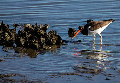 Lori A Cash Royalty-Free and Rights-Managed Images - American Oystercatcher Searching For Oysters by Lori A Cash