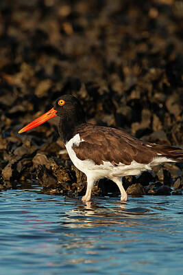 Lori A Cash Royalty-Free and Rights-Managed Images - American Oystercatcher Walking by Lori A Cash