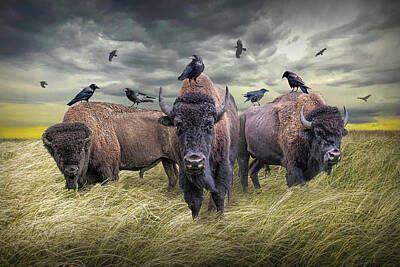 Landmarks Royalty-Free and Rights-Managed Images - American Plains Bison Herd and Crows in a Prairie. Landscape by Randall Nyhof