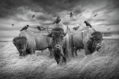 Landmarks Royalty-Free and Rights-Managed Images - American Plains Bison Herd and Crows In Black and White in a Pra by Randall Nyhof