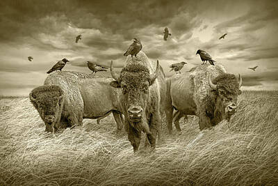 Landmarks Royalty-Free and Rights-Managed Images - American Plains Bison Herd and Crows in Sepia Tone in a Prairie  by Randall Nyhof