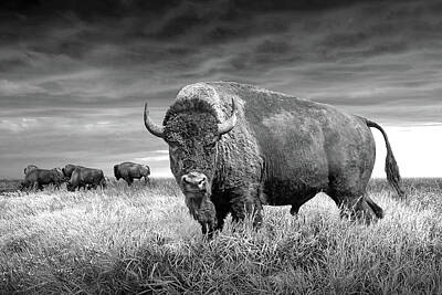 Landmarks Royalty-Free and Rights-Managed Images - American Plains Bison Herd on the Prairie in Black and White by Randall Nyhof