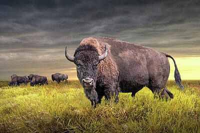 Landmarks Royalty-Free and Rights-Managed Images - American Plains Bison Herd on the Prairie by Randall Nyhof