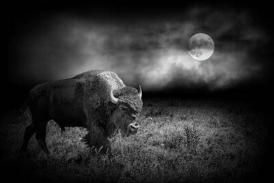 Landmarks Royalty-Free and Rights-Managed Images - American Plains Bison under the Moonlight in Black and White by Randall Nyhof