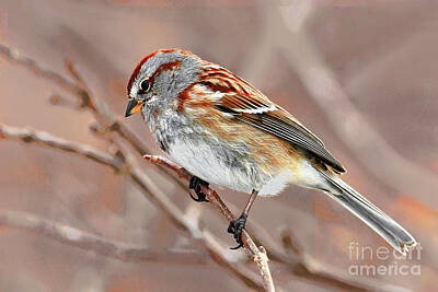 Vintage Tees - American Tree Sparrow by Regina Geoghan
