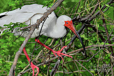 Birds Royalty Free Images - American White Ibis in Wetlands Thicket. Royalty-Free Image by Regina Geoghan
