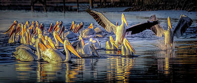Landmarks Photos - American White Pelican Flock Panorama by Norma Brandsberg