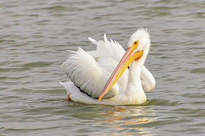 Lori A Cash Royalty-Free and Rights-Managed Images - American White Pelican by Lori A Cash