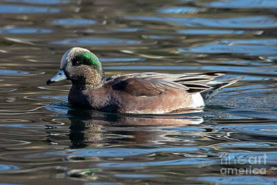 Landmarks Royalty-Free and Rights-Managed Images - American Widgeon by Michael Dawson