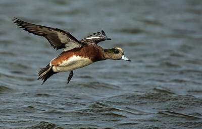 Lori A Cash Royalty-Free and Rights-Managed Images - American Wigeon Landing by Lori A Cash