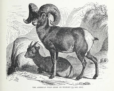 Landmarks Drawings - American Wild sheep or Bighorn s1 by Historic illustrations