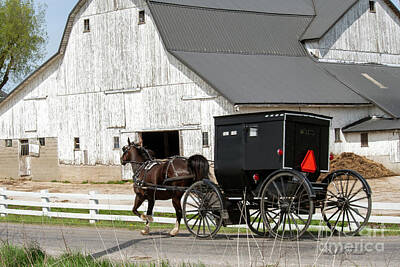 Comedian Drawings Rights Managed Images - Amish Buggy Passes White Barn Royalty-Free Image by David Arment