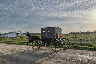 Animals Photos - Amish Horse and Buggy Morning by David Arment