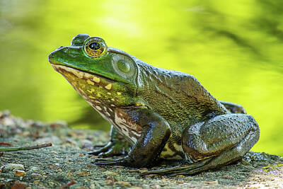 Best Sellers - Lori A Cash Royalty-Free and Rights-Managed Images - An American Bullfrog Side Portrait by Lori A Cash