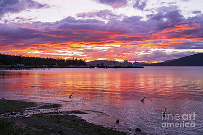 Royalty-Free and Rights-Managed Images - Anacortes Ferry Dock Herons Fishing at Sunset by Mike Reid