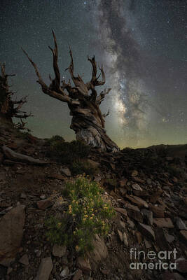Surrealism Photos - Ancient Bristlecone Pine Forest  by Michael Ver Sprill