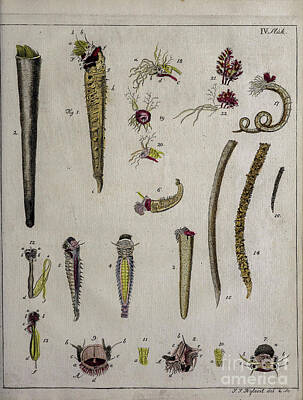 Vintage College Subway Signs Color - Ancient painted plate Sea worms o2 by Historic illustrations