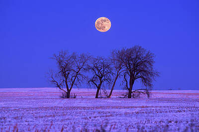 Royalty-Free and Rights-Managed Images - And all the Trees of the Field shall Clap Their Hands -  moonrise above cottonwoods in ND snowscape by Peter Herman