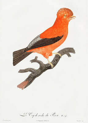 Animals Digital Art - Andean cock of the rock - Vintage Bird Illustration - Birds Of Paradise - Jacques Barraband  by Studio Grafiikka