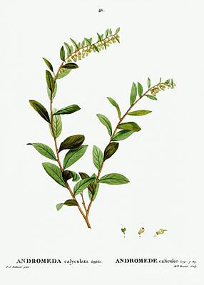 Garden Fruits - Andromeda marginata Andromede Margin from Traite des Arbres et Arbustes que lon cultive en Franc by Shop Ability