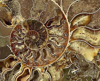 Abstract Landscape Photos - Anemone Spiral by Gwyn Newcombe