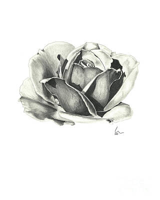 Roses Drawings - Angel Face Rose Pencil Sketch by William Meeuwsen