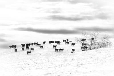 Swirling Patterns - Angus...Easy To Find In Winter by Jim Love
