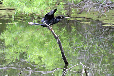 Hipster Animals Royalty Free Images - Anhinga  9748 Royalty-Free Image by Jack Schultz