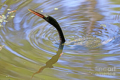 Reptiles Photo Royalty Free Images - Anhinga in Water 1145 Royalty-Free Image by Jack Schultz