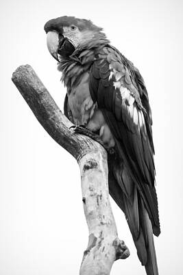 Animals Digital Art - Animal Ara Macao Beak Bird 40984 by Celestial Images