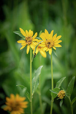 Nursery Room Signs Royalty Free Images - Ant on Balsamroot Royalty-Free Image by Nathan Lofland