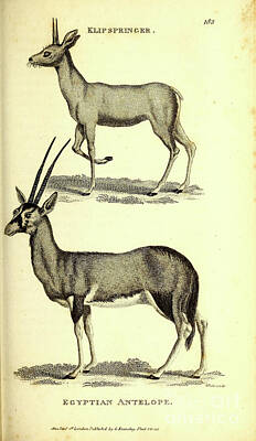 Laundry Room Signs - Antelopes By George Shaw q1 by Historic illustrations