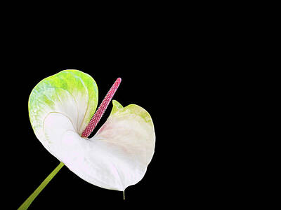 Watercolor Alphabet Rights Managed Images - Anthurium Spadix II Royalty-Free Image by Patti Deters