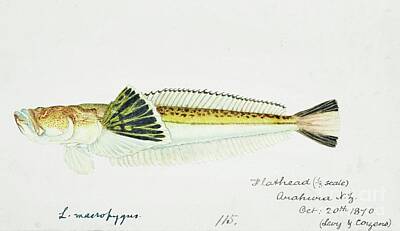 Kitchen Food And Drink Signs - Antique fish leptoscopus macropygus estuarine stargazer drawn by Fe. Clarke 1849-1899 by Shop Ability