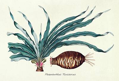 Lilies Paintings - Antique illustration of Haemanthus Toxicarius by Shop Ability