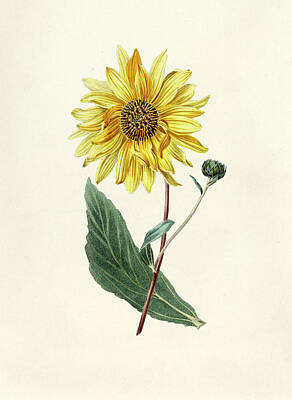 Sunflowers Digital Art - Antique illustration of Sunflower by Celestial Images