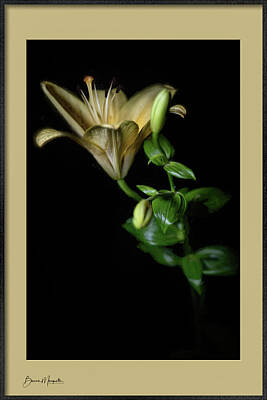 Lilies Digital Art - Antique Yellow Lily in Low Key by Bonnie Marquette