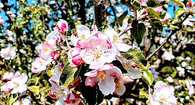 On Trend Breakfast Royalty Free Images - Apple Tree in Bloom  Royalty-Free Image by Paul Kercher