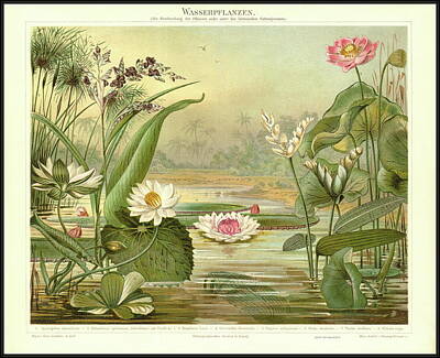 Just Desserts - Aquatic plants. Aquatic plants. Vodene biljke. Sixteenth volume, year 1890. Fourth edition publishin by Celestial Images
